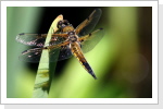 Vierfleck (Libellula quadrimaculata) Vierfleck (Libellula quadrimaculata)