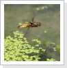 Plattbauch Libelle (Libellula depressa) im Flug eiablage