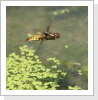 Plattbauch Libelle (Libellula depressa) im Flug eiablage Plattbauch Libelle (Libellula depressa) im Flug eiablage