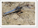 Südliche Blaupfeil (Orthetrum brunneum)