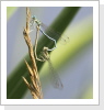 Gemeine Federlibelle (Platycnemis pennipes) paarung Gemeine Federlibelle (Platycnemis pennipes) paarung