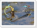 Kleines Granatauge (Erythromma viridulum) eiablage Kleines Granatauge (Erythromma viridulum) eiablage