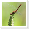 Blutrote Heidelibelle (Sympetrum sanguineum)