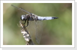 Spitzenfleck (Libellula fulva)