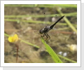 Schwarze Heidelibelle (Sympetrum danae)