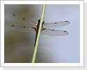 Vierfleck (Libellula quadrimaculata) Vierfleck (Libellula quadrimaculata)