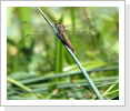 Südliche Blaupfeil Weibchen (Orthetrum brunneum) Südliche Blaupfeil Weibchen (Orthetrum brunneum)