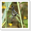 Grosse Blaupfeil paarungsrad (Orthetrum cancellatum) Grosse Blaupfeil paarungsrad (Orthetrum cancellatum)