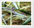 Grosse Blaupfeil Weibchen (Orthetrum cancellatum)