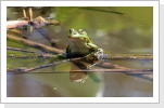 Wasserfrosch (Ranesclenta) Wasserfrosch (Ranesclenta)