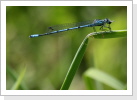 Hufeisen Azurjungfer (Coenagrion puella) Hufeisen Azurjungfer (Coenagrion puella)