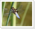 Plattbauchlibelle (Libellula depressa)