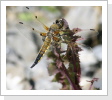 Vierfleck (Libellula quadrimaculata) Vierfleck (Libellula quadrimaculata)