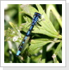 Becher Azurjungfer (Enallagma cyathigerum) m Becher Azurjungfer (Enallagma cyathigerum) m
