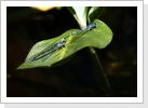 Hufeisen Azurjungfer (Coenagrion puella) Hufeisen Azurjungfer (Coenagrion puella)