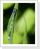 Hufeisen Azurjungfer (Coenagrion puella)