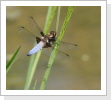 Plattbauch Libelle (Libellula depressa)