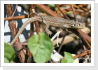 Zauneideches (Lacerta agilis) Weibchen Zauneideches (Lacerta agilis) Weibchen