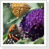 Kaisermantel (Argynnis paphia) Kaisermantel (Argynnis paphia)