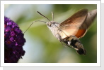 Taubenschwänchen (Macroglossum stellatarum) Taubenschwänchen (Macroglossum stellatarum)