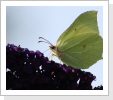 Zitronenfalter (Gonepteryx rhammi) Zitronenfalter (Gonepteryx rhammi)