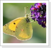 Postillon, Wandergelbling (Colias crocea) Postillon, Wandergelbling (Colias crocea)
