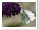 Rapsweissling (Pieris napi) Rapsweissling (Pieris napi)