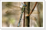 Blaugrüne Mosaikjungfer m / Aeshna cyanea Blaugrüne Mosaikjungfer m / Aeshna cyanea