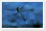Blaugrüne Mosaikjungfer m / Aeshna cyanea Blaugrüne Mosaikjungfer m / Aeshna cyanea
