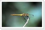 Blutrote Heidelibelle w / Sympetrum sanguineum Blutrote Heidelibelle w / Sympetrum sanguineum