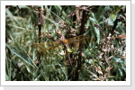 Braune Mosaikjungfer / Aeshna grandis Braune Mosaikjungfer / Aeshna grandis
