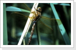 Braune Mosaikjungfer / Aeshna grandis Braune Mosaikjungfer / Aeshna grandis