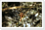 Gefleckte Heidelibelle / Sympetrum flaveolum Gefleckte Heidelibelle / Sympetrum flaveolum