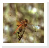 Gefleckte Heidelibelle / Sympetrum flaveolum Gefleckte Heidelibelle / Sympetrum flaveolum
