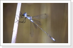 Gemeine Binsenjungfer m / Lestes sponsa Gemeine Binsenjungfer m / Lestes sponsa