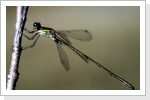 Gemeine Binsenjungfer w / Lestes sponsa Gemeine Binsenjungfer w / Lestes sponsa