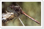 Gemeine Heidelibelle m / Sympetrum vulgatum Gemeine Heidelibelle m / Sympetrum vulgatum