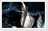 Gemeine Heidelibelle w / Sympetrum vulgatum Gemeine Heidelibelle w / Sympetrum vulgatum