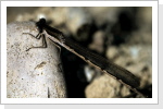 Gemeine Winterlibelle / Sympecme fusca Gemeine Winterlibelle / Sympecme fusca