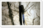 Grosser Blaupfeil m / Orthetrum cancellatum Grosser Blaupfeil m / Orthetrum cancellatum