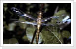 Grosser Blaupfeil w / Orthetrum cancellatum Grosser Blaupfeil w / Orthetrum cancellatum