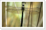 Grosse Königslibelle w / Anax imperator Grosse Königslibelle w / Anax imperator