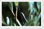 Grosse Pechlibelle w / Ischnura elegans Grosse Pechlibelle w / Ischnura elegans