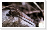 Grosse Heidelibelle m / Sympetrum striolatum Grosse Heidelibelle m / Sympetrum striolatum
