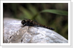 Grosse Heidelibelle w / Sympetrum striolatum Grosse Heidelibelle w / Sympetrum striolatum