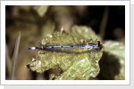 Hufeisen-Azurjungfer m / Coenagrion puella Hufeisen-Azurjungfer m / Coenagrion puella