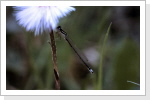 Kleine Pechlibelle / Ischnura pumilio Kleine Pechlibelle / Ischnura pumilio