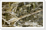 Kleine Pechlibelle Eiablage Kleine Pechlibelle Eiablage