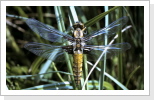 Plattbauch w / Libellula depressa Plattbauch w / Libellula depressa