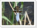 Plattbauch m / Libellula depressa Plattbauch m / Libellula depressa